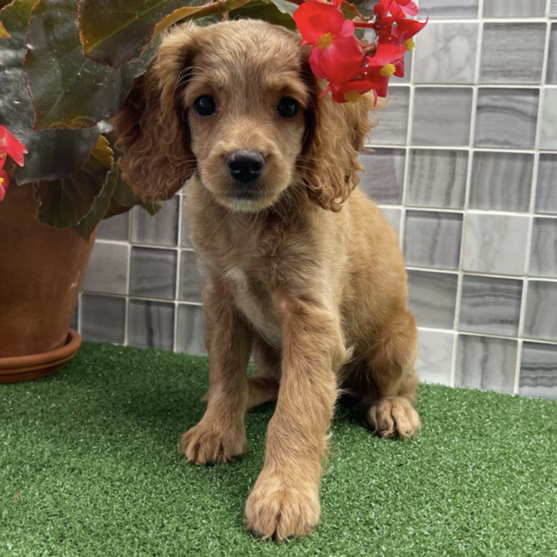 comprar cachorros sanos, baratos y asequibles para la venta